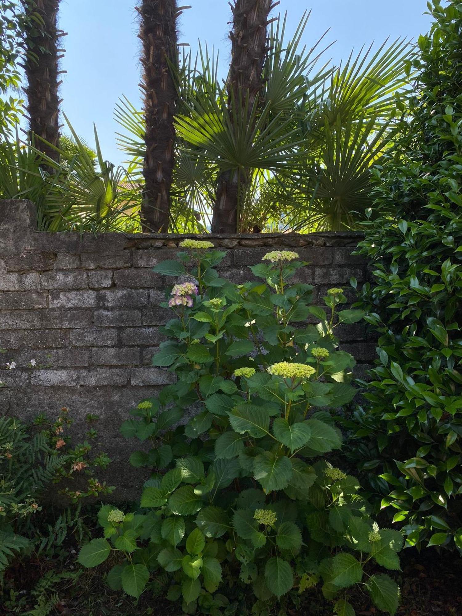 Casa Tranquilla Villa Cannobio Eksteriør billede